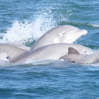 Pensacola Beach Jolly Dolphin Cruise and Scenic Bay Tour 12