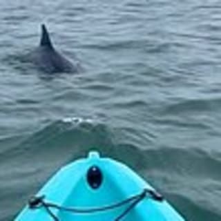 Dolphin Kayak Tour in Virginia Beach 1