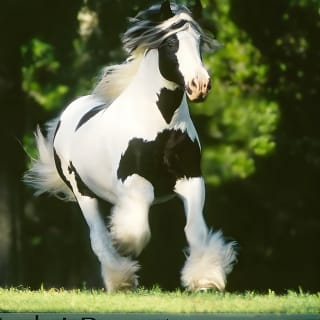 Gypsy Gold Horse Farm Tour 2