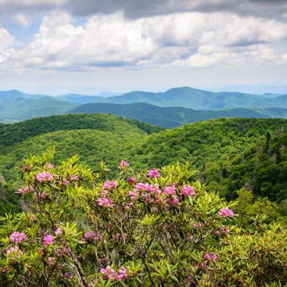 Waterfalls and Blue Ridge Parkway Hiking Tour with Expert Naturalist 10