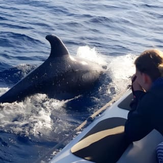 Delphine bei Sonnenaufgang in Alcúdia beobachten 5