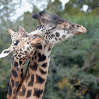 ZooTampa: Fast Track Admission 1