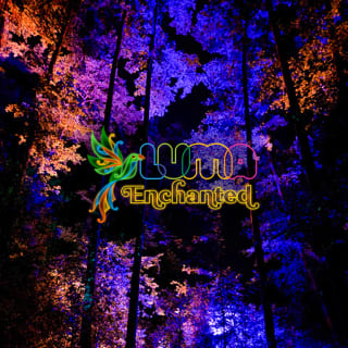 LUMA Enchanted: A Whimsical Sensory Night Walk 2