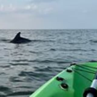Dolphin Kayak Tour in Virginia Beach 9