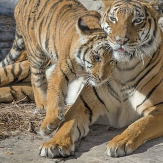 ZooTampa: Fast Track Admission 2
