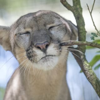 ZooTampa: Fast Track Admission 3
