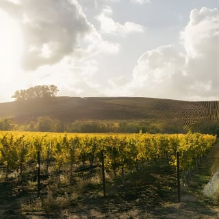 Grupo pequeño: La Ruta del Vino definitiva por Napa & Sonoma 3