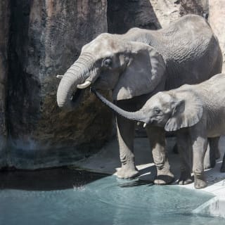 ZooTampa: Fast Track Admission 5