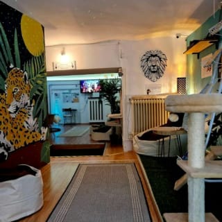 Cat Museum Budapest: Entry Ticket + Audio Guide 7