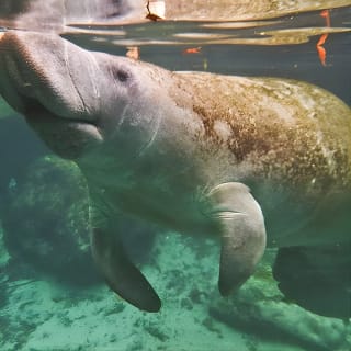 Manatee Swim and Wildlife Park with Upgrade Options from Orlando 8