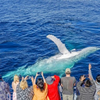 Whale Watching Cruise Gold Coast 3