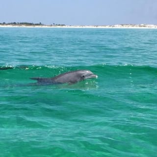 Hydrojet Dolphin Cruise 4