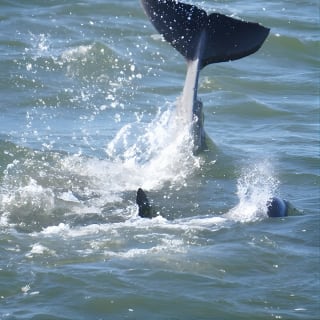Pensacola Beach Jolly Dolphin Cruise and Scenic Bay Tour 13