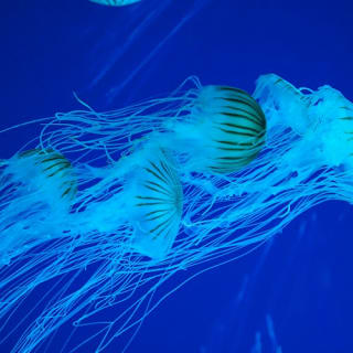 Ripley's Aquarium Myrtle Beach: Entry Ticket 3