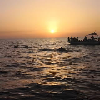 Delphine bei Sonnenaufgang in Alcúdia beobachten 6