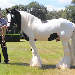 Gypsy Gold Horse Farm Tour 3