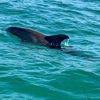 Hydrojet Dolphin Cruise 8
