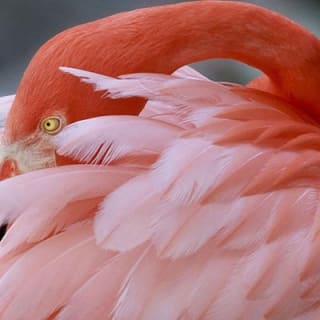 Skip the Line: Flamingo Gardens Admission Ticket in Fort Lauderdale 3