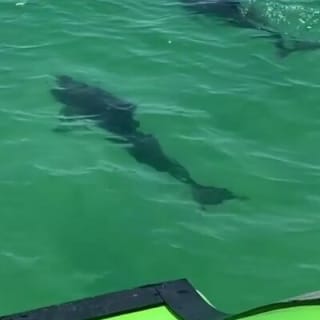 Hydrojet Dolphin Cruise 10