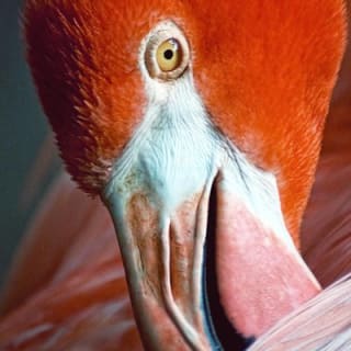 Skip the Line: Flamingo Gardens Admission Ticket in Fort Lauderdale 1