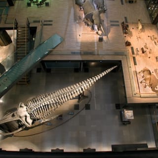 Accès coupe-file à la Grande Galerie de l'Évolution 4