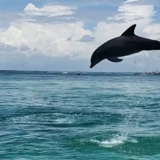 Hydrojet Dolphin Cruise 12