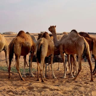 Camel Ride Safari in Red Dunes 2