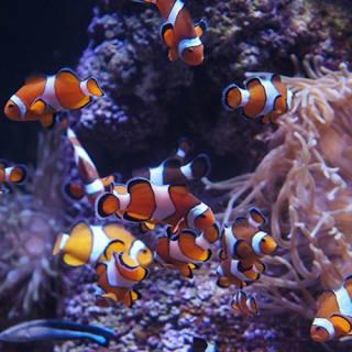 Aquarium Bioparc Gijón 1