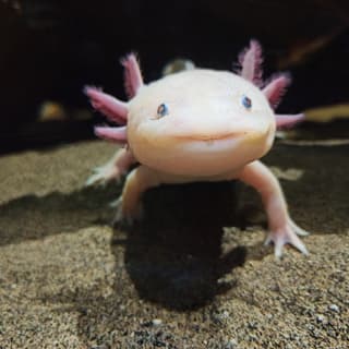 Aquarium Bioparc Gijón 2
