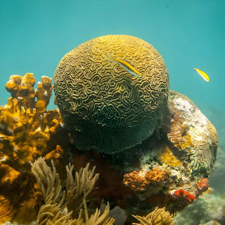 Culebra Snorkeling Tour by Catamaran from Fajardo 22