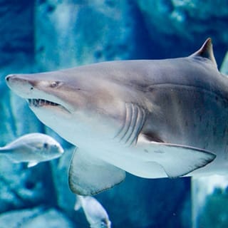Aquarium Bioparc Gijón 3