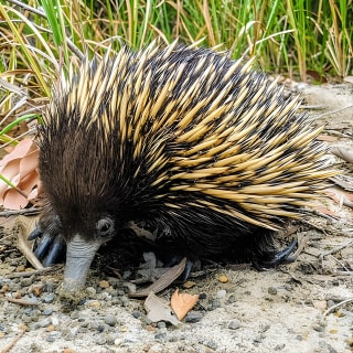 Wild Wombat et tournée du jour de kangourous depuis Sydney 13