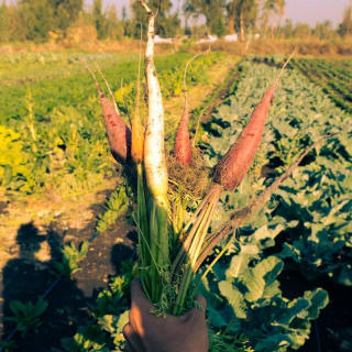 Kayak in Chinampas of Tláhuac: Nature and Local Flavors 5