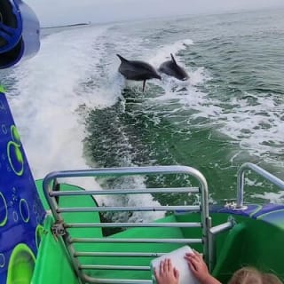 Hydrojet Dolphin Cruise 22