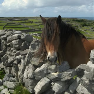 Ring of Kerry Day Tour from Limerick: Including Killarney National Park 16