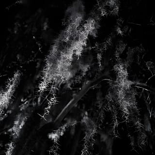 Savannah Terrors Ultimate Dead of Night Haunted Ghost Tour 8