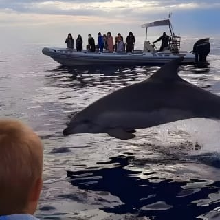 Delphine bei Sonnenaufgang in Alcúdia beobachten 7