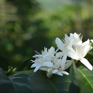Kaffeetour auf der Finca del Café 7