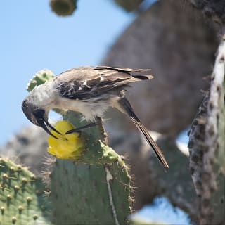 Day Trip to Santa Fe Island from Puerto Ayora 8