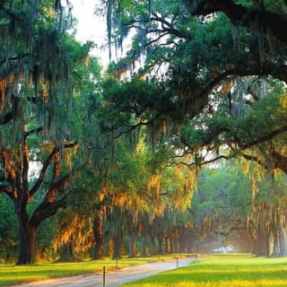 Boone Hall Plantation All-Access Admission Ticket 3