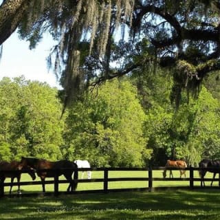 Boone Hall Plantation All-Access Admission Ticket 5