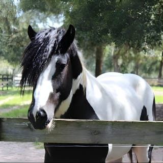 Gypsy Gold Horse Farm Tour 4