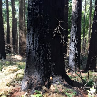 Explore Columbia River Gorge Half-Day Small-Group Tour  8