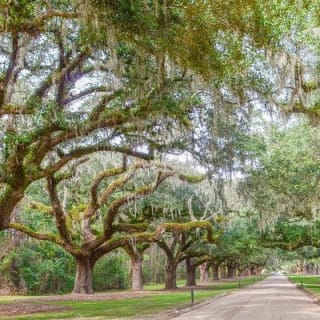 Boone Hall Plantation All-Access Admission Ticket 8