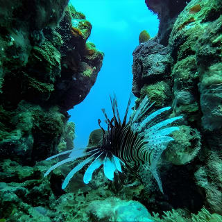 Bajo un mar de aventuras, inmersiones inolvidables. 29