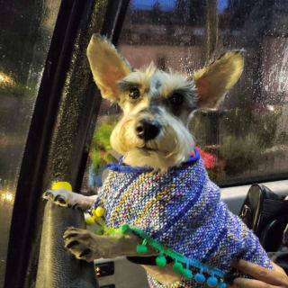 Patitas de Perro Night Tour 1