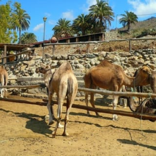 Paseo en camello por las dunas de Maspalomas 5