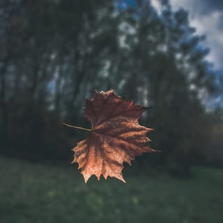 Hojas de otoño 7 1
