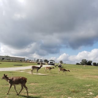 Franklin Drive Thru Safari 3