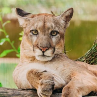 ZooTampa: Fast Track Admission 7